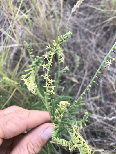 Heliotropium zeylanicum, photographed by rosshawkins