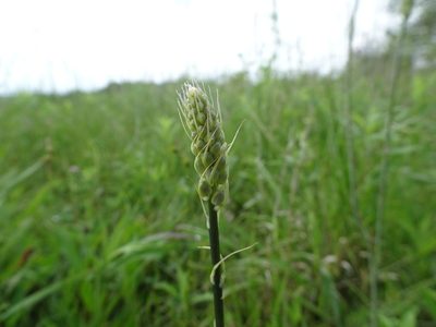 Camassia angusta, photographed by Thomas Koffel