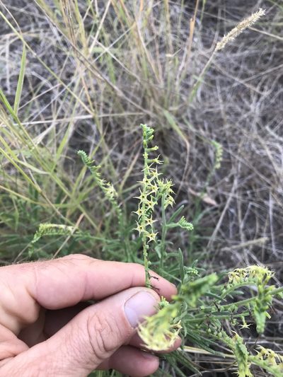 Heliotropium zeylanicum, photographed by rosshawkins