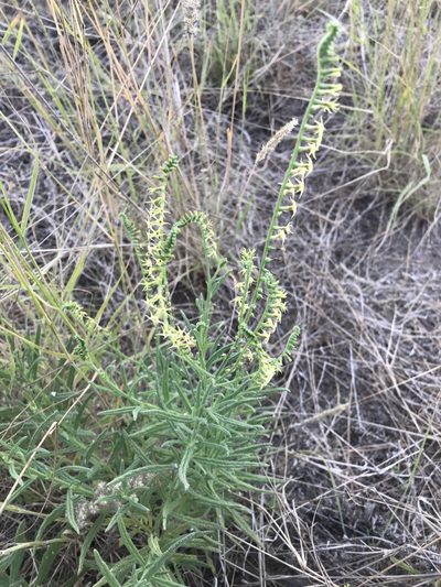 Heliotropium zeylanicum, photographed by rosshawkins