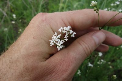 Asperula tinctoria, photographed by Aleksei Baushev
