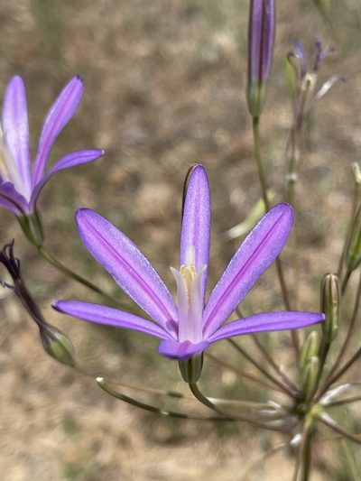 Brodiaea californica, photographed by Dee Shea Himes