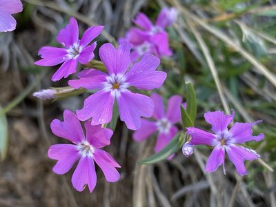 Phlox speciosa, photographed by Dee Shea Himes