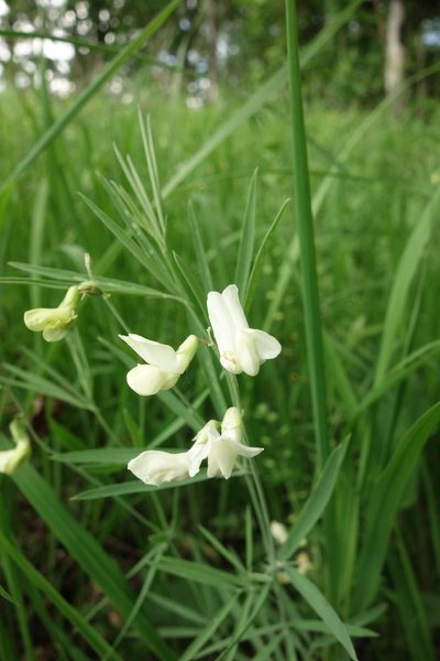 Lathyrus pallescens, photographed by Aleksei Baushev