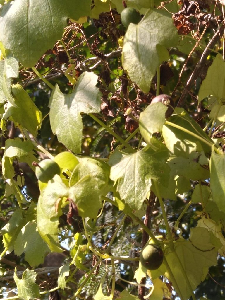 Zehneria parvifolia, photographed by Rosemary Harrison