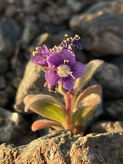Phacelia greenei, photographed by Dee Shea Himes