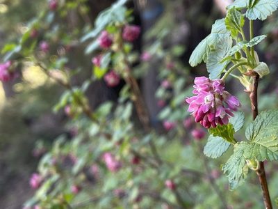 Ribes nevadense, photographed by Dee Shea Himes