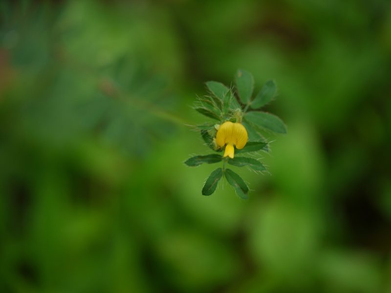 Smithia conferta, photographed by Dinesh Valke