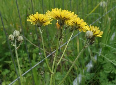 Crepis vesicaria, photographed by Daniel Cahen