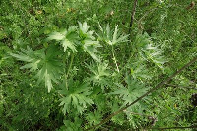 Delphinium cuneatum, photographed by Aleksei Baushev