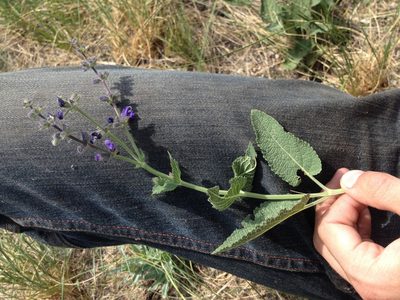 Salvia dumetorum, photographed by Evgenij Samarin