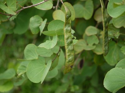 Bauhinia racemosa, photographed by Dinesh Valke