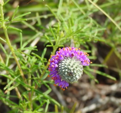 Dalea compacta, photographed by saltyhiker