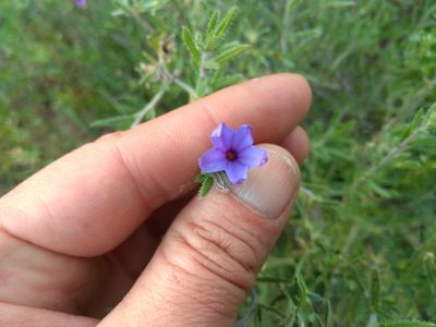 Lithodora fruticosa, photographed by castieler