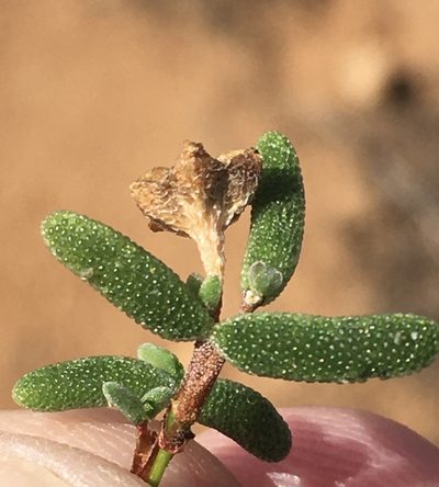 Drosanthemum lique, photographed by Dave U