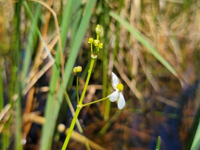 Sagittaria graminea, photographed by Elias