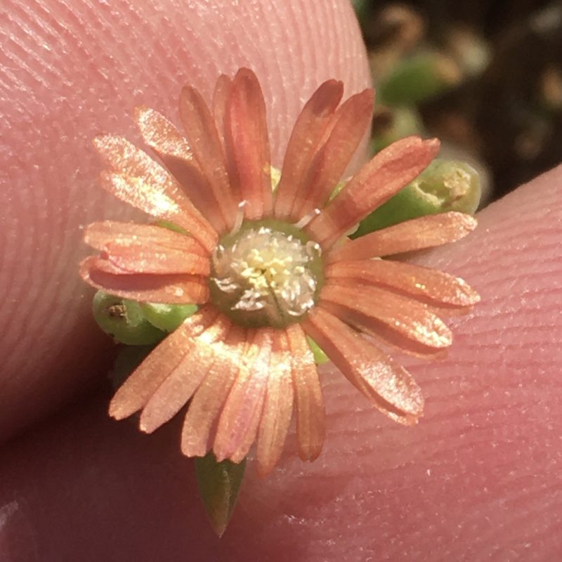 Delosperma fredericii, photographed by Dave U