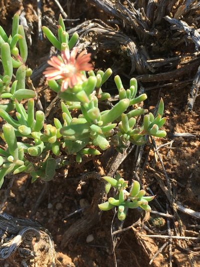 Delosperma fredericii, photographed by Dave U