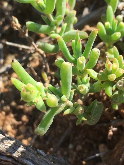 Delosperma fredericii, photographed by Dave U