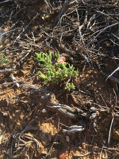 Delosperma fredericii, photographed by Dave U