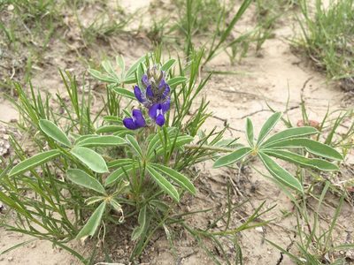 Lupinus pusillus, photographed by Cecelia Alexander