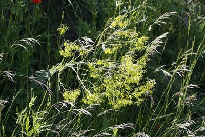Isatis tinctoria, photographed by Patrick Meurin
