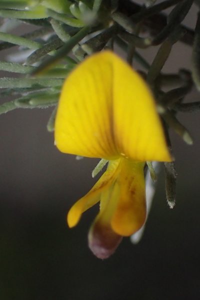 Aspalathus cinerascens, photographed by Nicola van Berkel