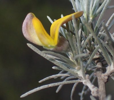 Aspalathus cinerascens, photographed by Nicola van Berkel