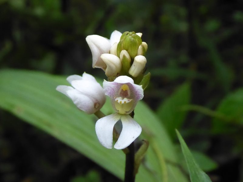 Govenia utriculata, photographed by Thibaud Aronson