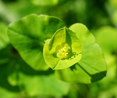 Euphorbia angulata, photographed by Patrick Hacker