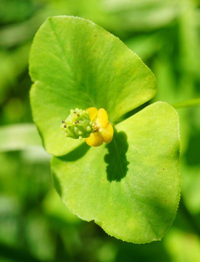Euphorbia angulata, photographed by Patrick Hacker