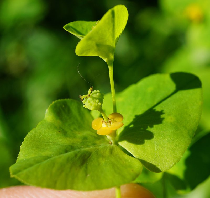 Euphorbia angulata, photographed by Patrick Hacker