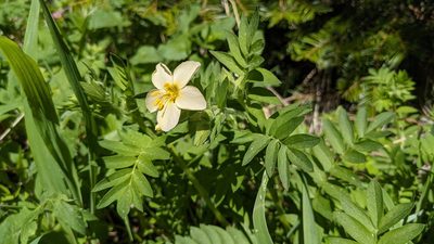 Polemonium carneum, photographed by Andy Kleinhesselink