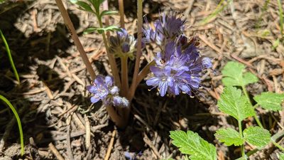 Hydrophyllum alpestre, photographed by Andy Kleinhesselink