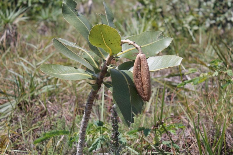 Kielmeyera coriacea, photographed by Ramon and Suzanne Vargas