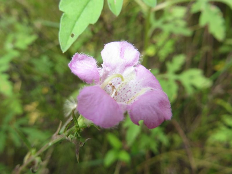 Agalinis manglaris, photographed by Antonio Francisco