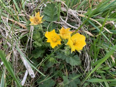 Geum reptans, photographed by pavlaki1968