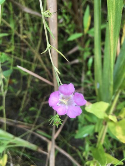 Agalinis manglaris, photographed by Antonio Francisco