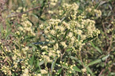 Baccharis punctulata, photographed by Romi Galeota Lencina