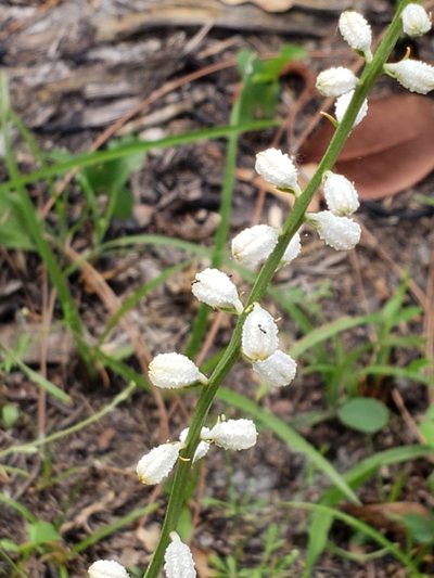 Aletris obovata, photographed by Robert Guralnick