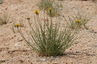 Adenophyllum cooperi, photographed by Ken-ichi Ueda