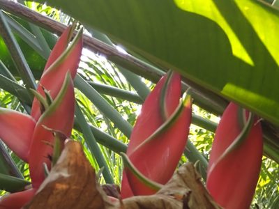 Heliconia bihai, photographed by Yesenia Turriza