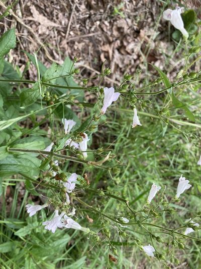 Penstemon brevisepalus, photographed by Heather DeGaetano