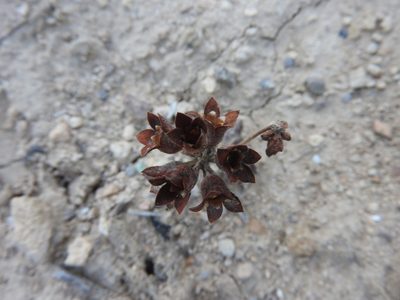 Androsace maxima, photographed by Abdenour Kheloufi
