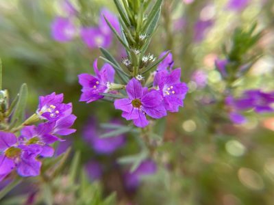 Lythrum junceum, photographed by Daniel Das