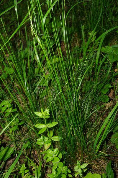 Festuca heterophylla, photographed by Patrick Hacker