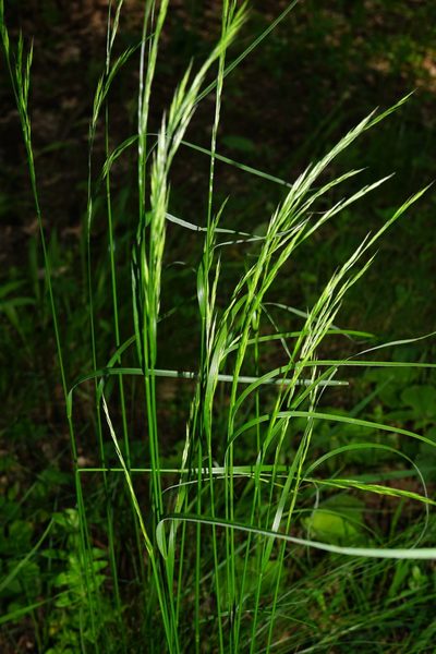 Festuca heterophylla, photographed by Patrick Hacker