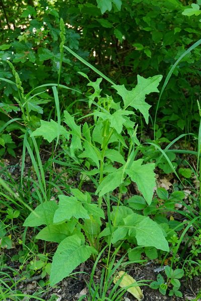 Lactuca quercina, photographed by Patrick Hacker