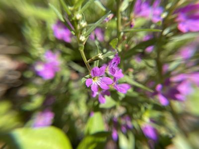 Lythrum junceum, photographed by Daniel Das