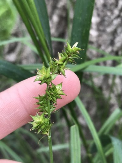 Carex aggregata, photographed by Ryan Donnelly